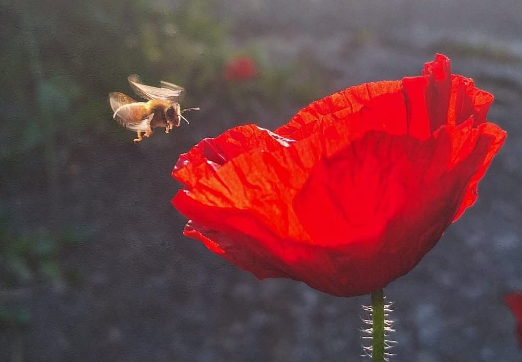 How do we change the narrative around consumption: Part 2. Transitioning from a degenerative economy to a regenerative economy